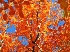 Tapeta Nature Beautiful Autumn 133.jpg